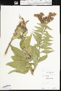 Vernonia baldwinii subsp. interior image