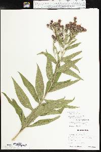 Vernonia baldwinii image