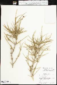 Ephedra antisyphilitica image