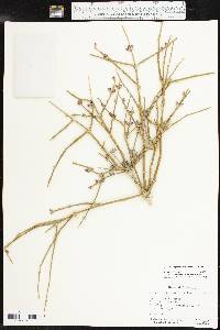 Ephedra antisyphilitica image