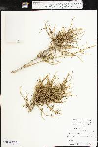 Ephedra antisyphilitica image