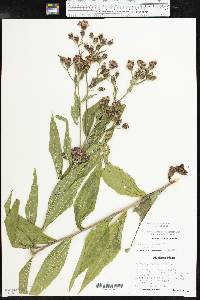 Vernonia baldwinii subsp. baldwinii image