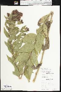 Vernonia baldwinii image