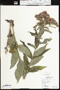 Vernonia baldwinii image