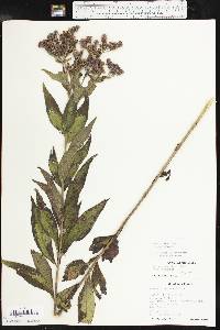 Vernonia baldwinii image