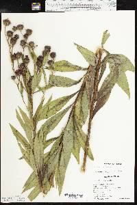 Vernonia arkansana image