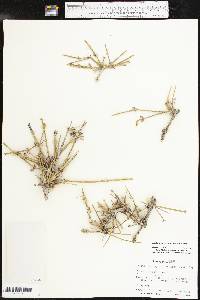 Ephedra antisyphilitica image