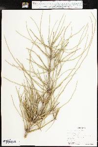 Ephedra torreyana image