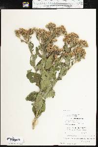 Vernonia baldwinii image