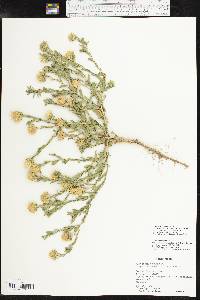 Xanthisma texanum var. drummondii image