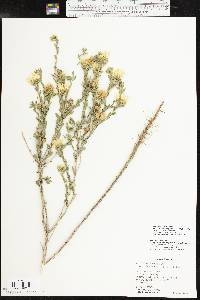 Xanthisma texanum var. drummondii image