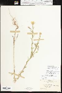 Xanthisma texanum var. drummondii image