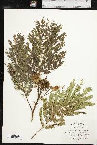 Albizia julibrissin image