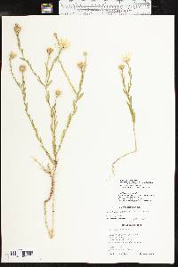 Xanthisma texanum image