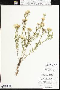 Xanthisma texanum image