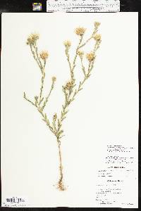 Xanthisma texanum image