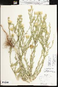 Xanthisma texanum image