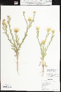 Xanthisma texanum image