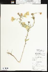 Xanthisma texanum var. drummondii image