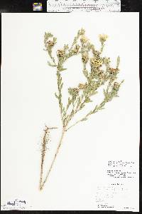 Xanthisma texanum image