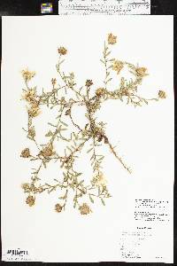 Xanthisma texanum var. drummondii image