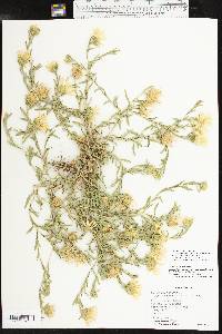 Xanthisma texanum image