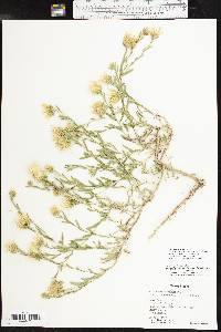 Xanthisma texanum image