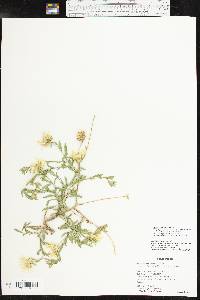 Xanthisma texanum var. drummondii image