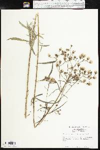 Vernonia texana image