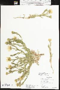 Xanthisma texanum image