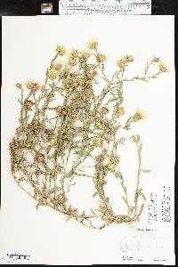 Xanthisma texanum var. drummondii image