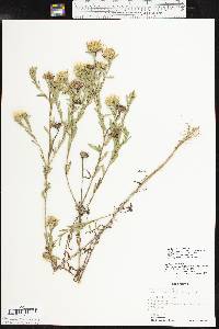 Xanthisma texanum var. drummondii image