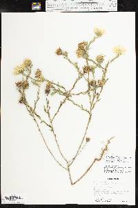 Xanthisma texanum var. drummondii image