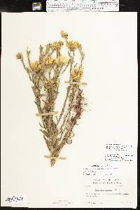 Xanthisma texanum image