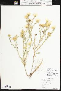 Xanthisma texanum image