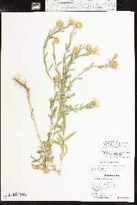 Xanthisma texanum image