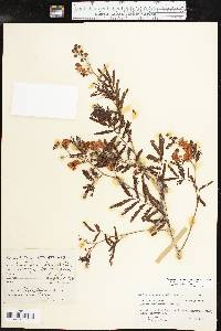 Acacia berlandieri image