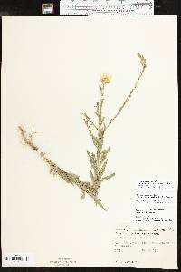 Xanthisma texanum var. drummondii image