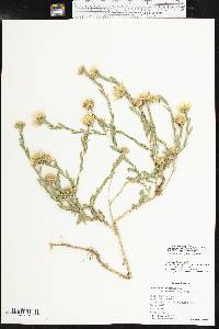 Xanthisma texanum image