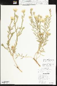 Xanthisma texanum var. drummondii image