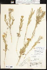 Xanthisma texanum image