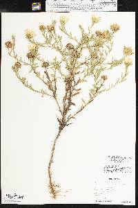 Xanthisma texanum var. drummondii image