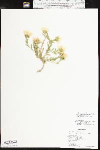 Xanthisma texanum image