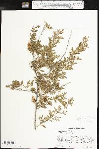 Acacia greggii image