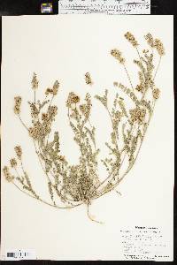 Astragalus brazoensis image