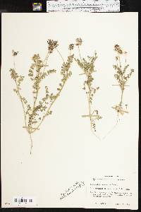 Astragalus brazoensis image