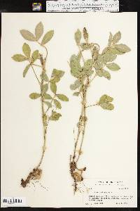 Arachis hypogaea image