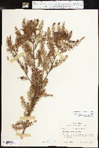 Taxodium distichum var. distichum image