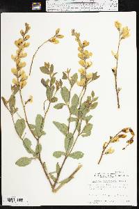 Baptisia sphaerocarpa image