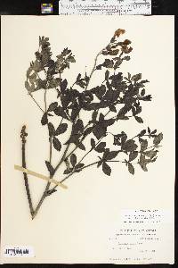 Baptisia australis image